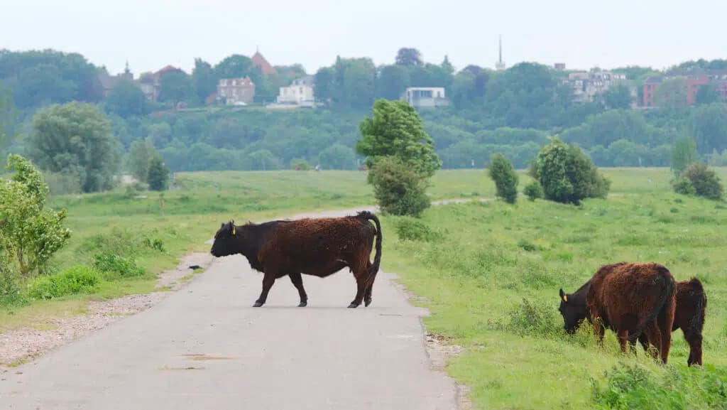 Ooijpolder Natuur route (3 uur) — E-Chopper, E-Rider en E-Fatbike tour Nijmegen